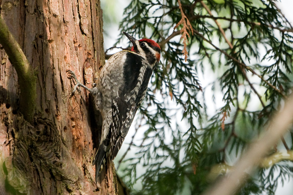 Red-naped Sapsucker